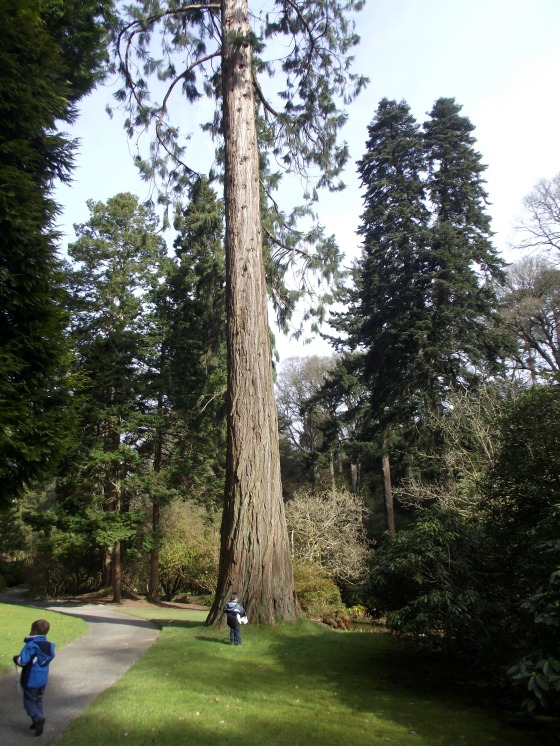 biggest tree